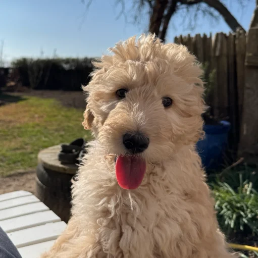 Profilbild von Brehm