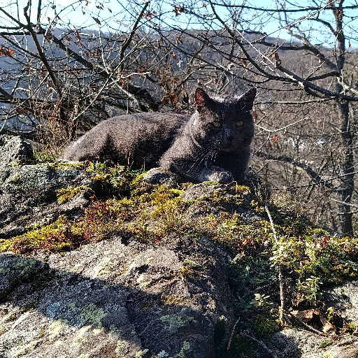 Profilbild von Senta